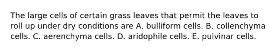 The large cells of certain grass leaves that permit the leaves to roll up under dry conditions are A. bulliform cells. B. collenchyma cells. C. aerenchyma cells. D. aridophile cells. E. pulvinar cells.