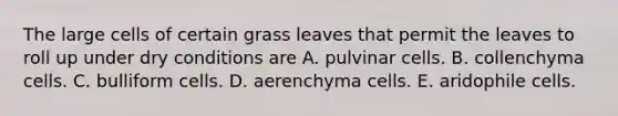 The large cells of certain grass leaves that permit the leaves to roll up under dry conditions are A. pulvinar cells. B. collenchyma cells. C. bulliform cells. D. aerenchyma cells. E. aridophile cells.