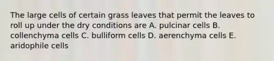 The large cells of certain grass leaves that permit the leaves to roll up under the dry conditions are A. pulcinar cells B. collenchyma cells C. bulliform cells D. aerenchyma cells E. aridophile cells