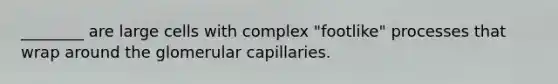 ________ are large cells with complex "footlike" processes that wrap around the glomerular capillaries.