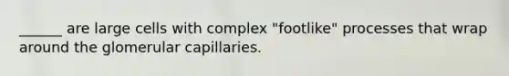______ are large cells with complex "footlike" processes that wrap around the glomerular capillaries.