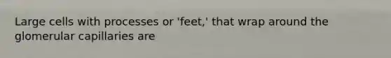 Large cells with processes or 'feet,' that wrap around the glomerular capillaries are