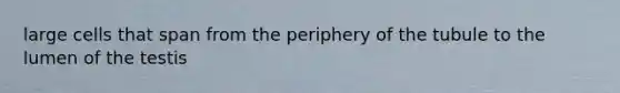 large cells that span from the periphery of the tubule to the lumen of the testis