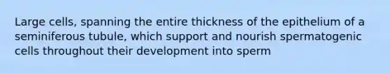 Large cells, spanning the entire thickness of the epithelium of a seminiferous tubule, which support and nourish spermatogenic cells throughout their development into sperm