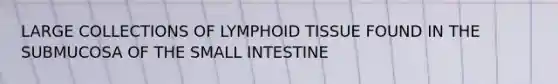 LARGE COLLECTIONS OF LYMPHOID TISSUE FOUND IN THE SUBMUCOSA OF THE SMALL INTESTINE