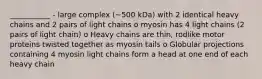 ___________ - large complex (~500 kDa) with 2 identical heavy chains and 2 pairs of light chains o myosin has 4 light chains (2 pairs of light chain) o Heavy chains are thin, rodlike motor proteins twisted together as myosin tails o Globular projections containing 4 myosin light chains form a head at one end of each heavy chain