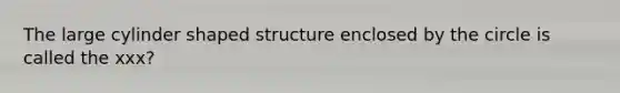 The large cylinder shaped structure enclosed by the circle is called the xxx?