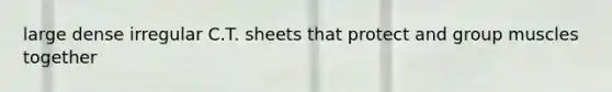 large dense irregular C.T. sheets that protect and group muscles together