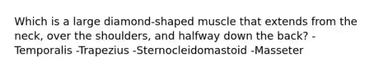 Which is a large diamond-shaped muscle that extends from the neck, over the shoulders, and halfway down the back? -Temporalis -Trapezius -Sternocleidomastoid -Masseter