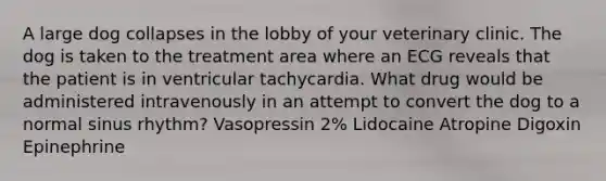 A large dog collapses in the lobby of your veterinary clinic. The dog is taken to the treatment area where an ECG reveals that the patient is in ventricular tachycardia. What drug would be administered intravenously in an attempt to convert the dog to a normal sinus rhythm? Vasopressin 2% Lidocaine Atropine Digoxin Epinephrine