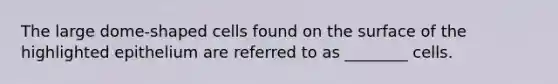 The large dome-shaped cells found on the surface of the highlighted epithelium are referred to as ________ cells.