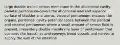 large double walled serous membrane in the abdominal cavity, parietal peritoneum-covers the abdominal wall and superior surface of bladder and uterus, visceral peritoneum-encases the organs, peritoneal cavity-potential space between the parietal and visceral peritoneum where a small amount of serous fluid is present, mesentery-double membrane layer of peritoneum that supports the intestines and conveys blood vessels and nerves to supply the wall of the intestine