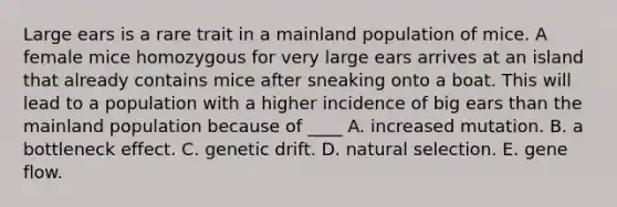 Large ears is a rare trait in a mainland population of mice. A female mice homozygous for very large ears arrives at an island that already contains mice after sneaking onto a boat. This will lead to a population with a higher incidence of big ears than the mainland population because of ____ A. increased mutation. B. a bottleneck effect. C. genetic drift. D. natural selection. E. gene flow.