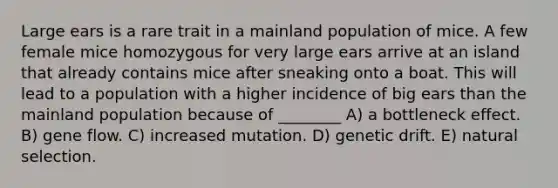 Large ears is a rare trait in a mainland population of mice. A few female mice homozygous for very large ears arrive at an island that already contains mice after sneaking onto a boat. This will lead to a population with a higher incidence of big ears than the mainland population because of ________ A) a bottleneck effect. B) gene flow. C) increased mutation. D) genetic drift. E) natural selection.