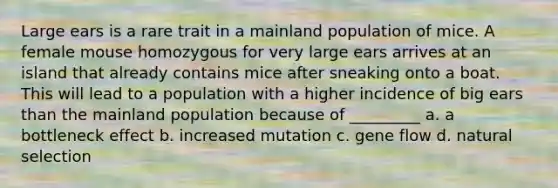 Large ears is a rare trait in a mainland population of mice. A female mouse homozygous for very large ears arrives at an island that already contains mice after sneaking onto a boat. This will lead to a population with a higher incidence of big ears than the mainland population because of _________ a. a bottleneck effect b. increased mutation c. gene flow d. natural selection