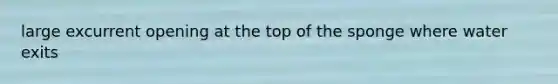 large excurrent opening at the top of the sponge where water exits