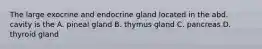 The large exocrine and endocrine gland located in the abd. cavity is the A. pineal gland B. thymus gland C. pancreas D. thyroid gland