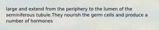 large and extend from the periphery to the lumen of the seminiferous tubule.They nourish the germ cells and produce a number of hormones