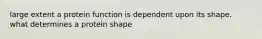 large extent a protein function is dependent upon its shape. what determines a protein shape