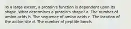 To a large extent, a protein's function is dependent upon its shape. What determines a protein's shape? a. The number of amino acids b. The sequence of amino acids c. The location of the active site d. The number of peptide bonds