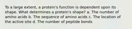 To a large extent, a protein's function is dependent upon its shape. What determines a protein's shape? a. The number of amino acids b. The sequence of amino acids c. The location of the active site d. The number of peptide bonds