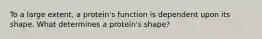 To a large extent, a protein's function is dependent upon its shape. What determines a protein's shape?