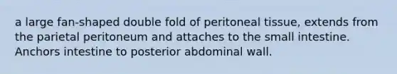 a large fan-shaped double fold of peritoneal tissue, extends from the parietal peritoneum and attaches to the small intestine. Anchors intestine to posterior abdominal wall.