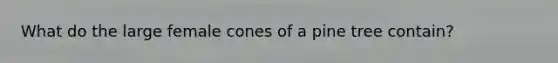 What do the large female cones of a pine tree contain?
