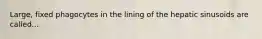 Large, fixed phagocytes in the lining of the hepatic sinusoids are called...