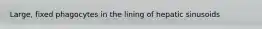 Large, fixed phagocytes in the lining of hepatic sinusoids