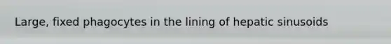 Large, fixed phagocytes in the lining of hepatic sinusoids