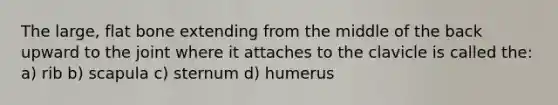 The large, flat bone extending from the middle of the back upward to the joint where it attaches to the clavicle is called the: a) rib b) scapula c) sternum d) humerus