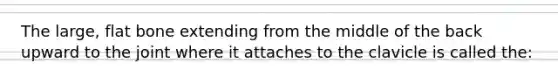 The large, flat bone extending from the middle of the back upward to the joint where it attaches to the clavicle is called the: