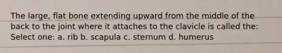 The large, flat bone extending upward from the middle of the back to the joint where it attaches to the clavicle is called the: Select one: a. rib b. scapula c. sternum d. humerus