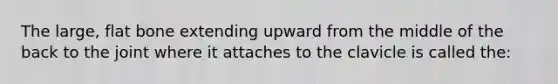 The large, flat bone extending upward from the middle of the back to the joint where it attaches to the clavicle is called the: