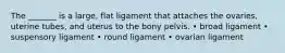 The _______ is a large, flat ligament that attaches the ovaries, uterine tubes, and uterus to the bony pelvis. • broad ligament • suspensory ligament • round ligament • ovarian ligament