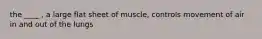 the ____ , a large flat sheet of muscle, controls movement of air in and out of the lungs