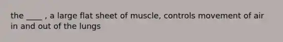 the ____ , a large flat sheet of muscle, controls movement of air in and out of the lungs