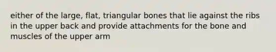 either of the large, flat, triangular bones that lie against the ribs in the upper back and provide attachments for the bone and muscles of the upper arm