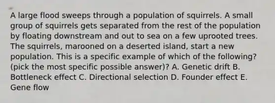 A large flood sweeps through a population of squirrels. A small group of squirrels gets separated from the rest of the population by floating downstream and out to sea on a few uprooted trees. The squirrels, marooned on a deserted island, start a new population. This is a specific example of which of the following? (pick the most specific possible answer)? A. Genetic drift B. Bottleneck effect C. Directional selection D. Founder effect E. Gene flow