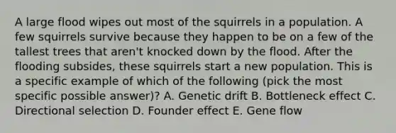 A large flood wipes out most of the squirrels in a population. A few squirrels survive because they happen to be on a few of the tallest trees that aren't knocked down by the flood. After the flooding subsides, these squirrels start a new population. This is a specific example of which of the following (pick the most specific possible answer)? A. Genetic drift B. Bottleneck effect C. Directional selection D. Founder effect E. Gene flow