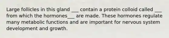 Large follicles in this gland ___ contain a protein colloid called ___ from which the hormones___ are made. These hormones regulate many metabolic functions and are important for nervous system development and growth.