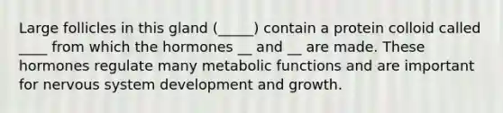 Large follicles in this gland (_____) contain a protein colloid called ____ from which the hormones __ and __ are made. These hormones regulate many metabolic functions and are important for nervous system development and growth.