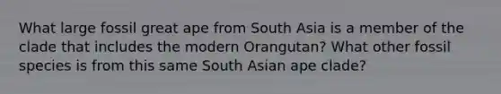 What large fossil great ape from South Asia is a member of the clade that includes the modern Orangutan? What other fossil species is from this same South Asian ape clade?