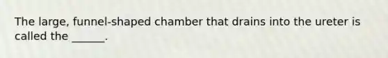 The large, funnel-shaped chamber that drains into the ureter is called the ______.