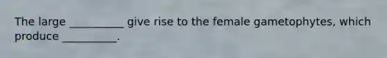 The large __________ give rise to the female gametophytes, which produce __________.