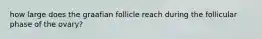 how large does the graafian follicle reach during the follicular phase of the ovary?