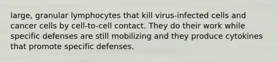 large, granular lymphocytes that kill virus-infected cells and cancer cells by cell-to-cell contact. They do their work while specific defenses are still mobilizing and they produce cytokines that promote specific defenses.