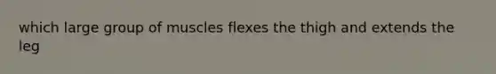 which large group of muscles flexes the thigh and extends the leg