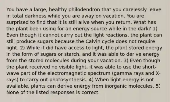 You have a large, healthy philodendron that you carelessly leave in total darkness while you are away on vacation. You are surprised to find that it is still alive when you return. What has the plant been using for an energy source while in the dark? 1) Even though it cannot carry out the <a href='https://www.questionai.com/knowledge/kSUoWrrvoC-light-reactions' class='anchor-knowledge'>light reactions</a>, the plant can still produce sugars because the Calvin cycle does not require light. 2) While it did have access to light, the plant stored energy in the form of sugars or starch, and it was able to derive energy from the stored molecules during your vacation. 3) Even though the plant received no visible light, it was able to use the short-wave part of the electromagnetic spectrum (gamma rays and X-rays) to carry out photosynthesis. 4) When light energy is not available, plants can derive energy from in<a href='https://www.questionai.com/knowledge/kjUwUacPFG-organic-molecules' class='anchor-knowledge'>organic molecules</a>. 5) None of the listed responses is correct.